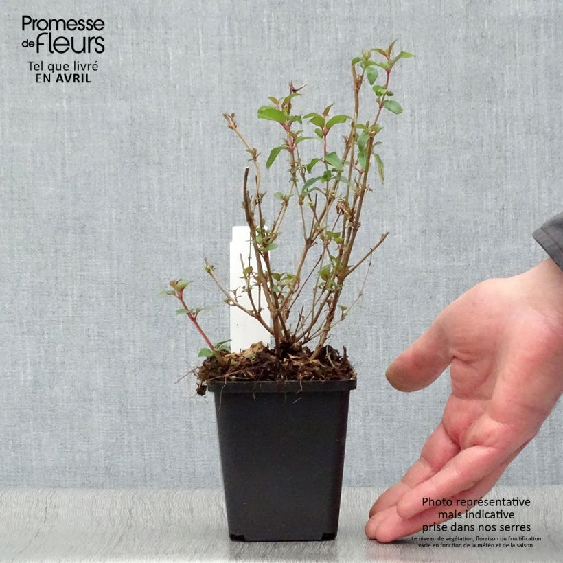 Example of Fuchsia magellanica gracilis Aurea - Winterharde fuchsia Kweekpotje van 7/8 cm as you get in printemps