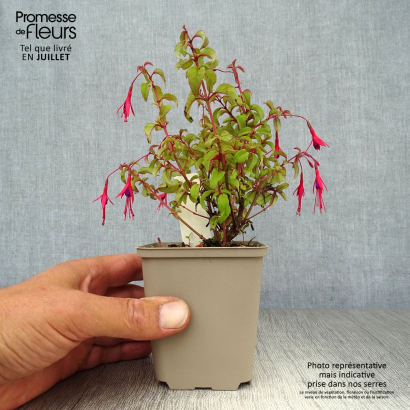 Exemplaar van Fuchsia magellanica gracilis - Winterharde fuchsia Kweekpotje van 8/9 cm zoals geleverd in de zomer