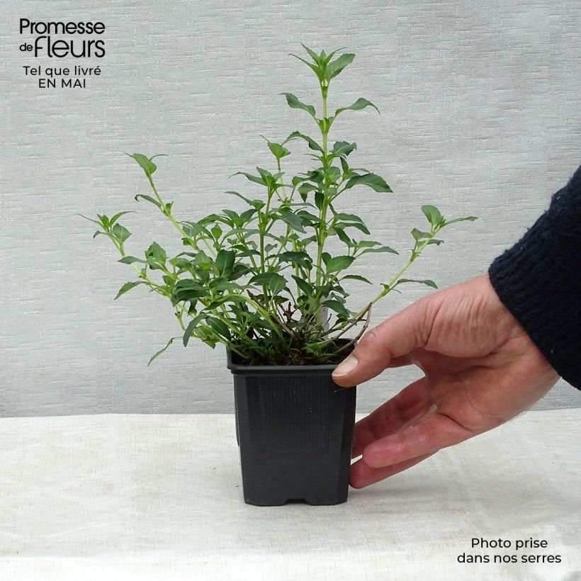 Example of Fuchsia magellanica var. molinae - Winterharde fuchsia Kweekpotje van 8/9 cm as you get in printemps