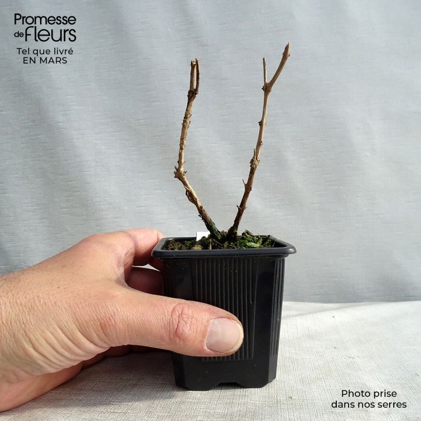 Example of Fuchsia magellanica gracilis - Winterharde fuchsia Kweekpotje van 8/9 cm as you get in printemps