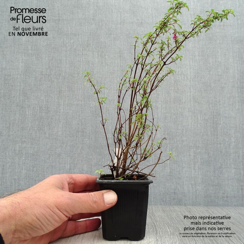 Exemplaar van Fuchsia microphylla microphylla - Bellenplant Kweekpotje van 8/9 cm zoals geleverd in de herfst