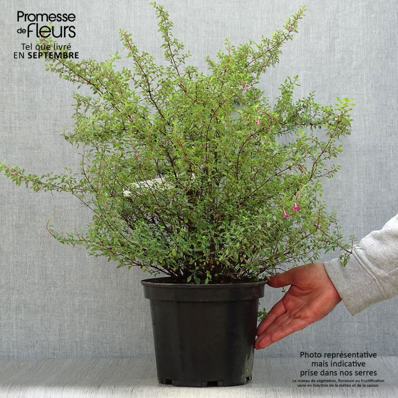 Exemplaar van Fuchsia microphylla microphylla - Bellenplant Pot van 4 l/5 l zoals geleverd in de herfst