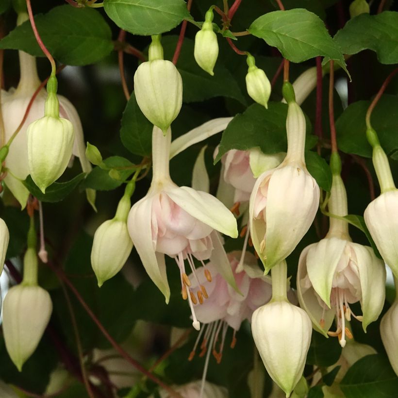 Fuchsia retombend Pink Marshmallow - Bellenplant (Bloei)