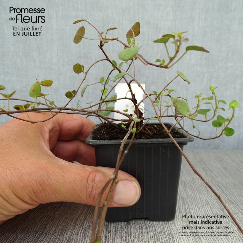 Exemplaar van Fuchsia procumbens - Kruipende fuchsia Kweekpotje van 8/9 cm zoals geleverd in de zomer