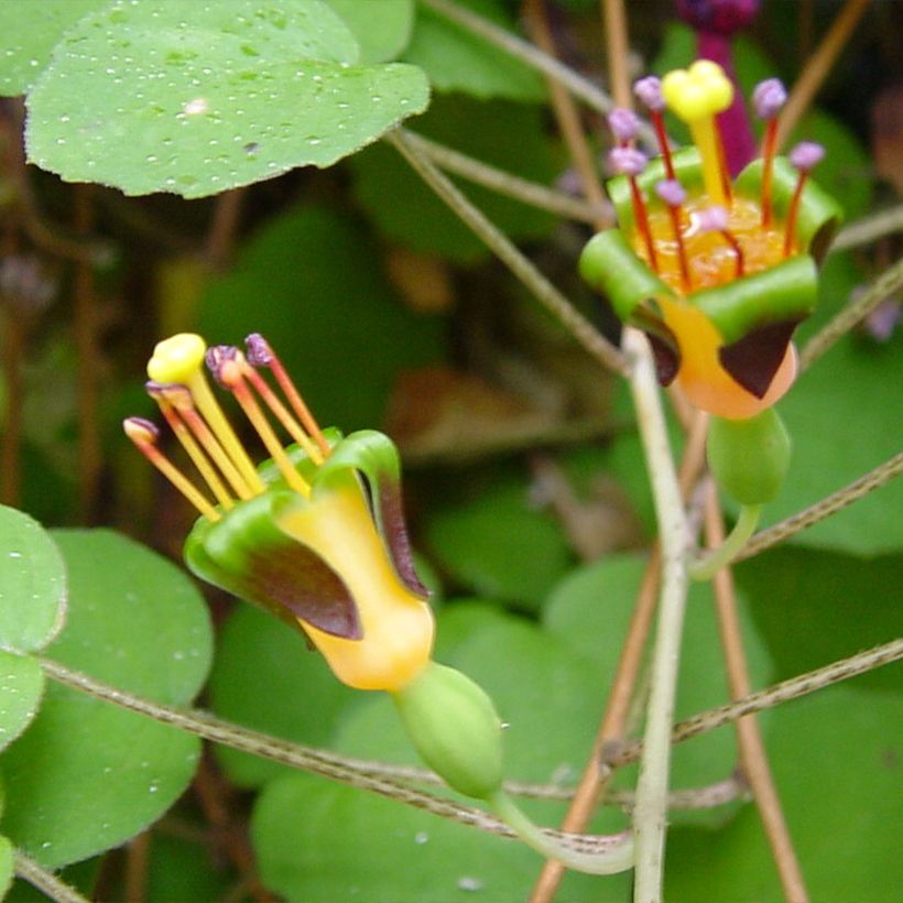Fuchsia procumbens - Kruipende fuchsia (Bloei)