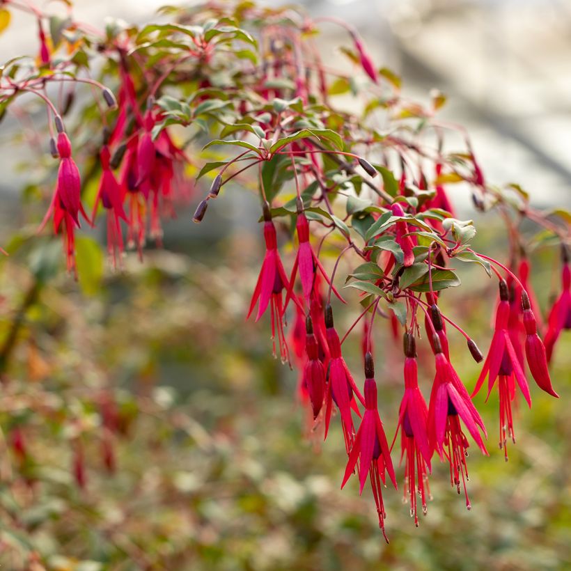 Fuchsia regia Regal - Bellenplant (Bloei)