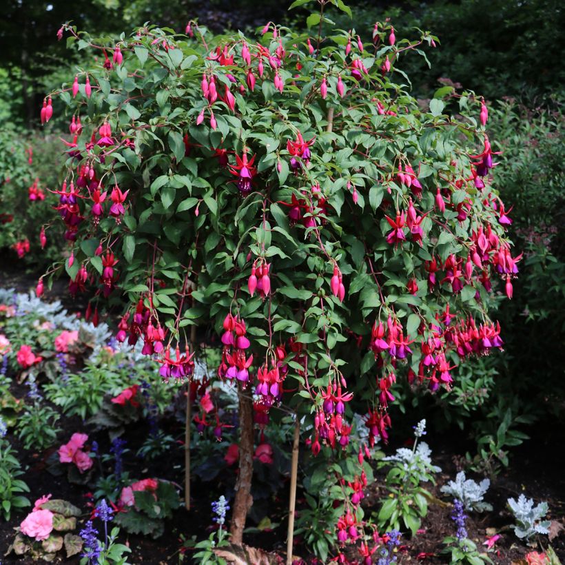 Fuchsia regia Regal - Bellenplant (Groeiplaats)