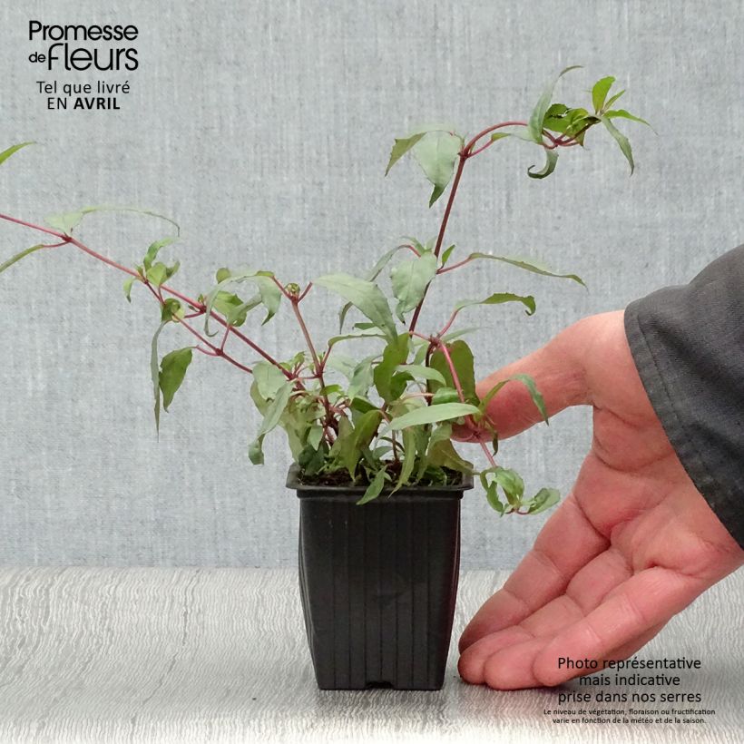 Example of Fuchsia regia Reitzii - Bellenplant Kweekpotje van 7/8 cm as you get in printemps