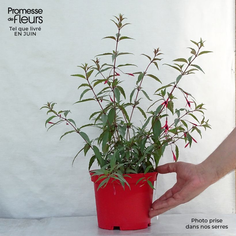 Exemplaar van Fuchsia regia Reitzii - Bellenplant Pot van 2 l/3 l zoals geleverd in de zomer