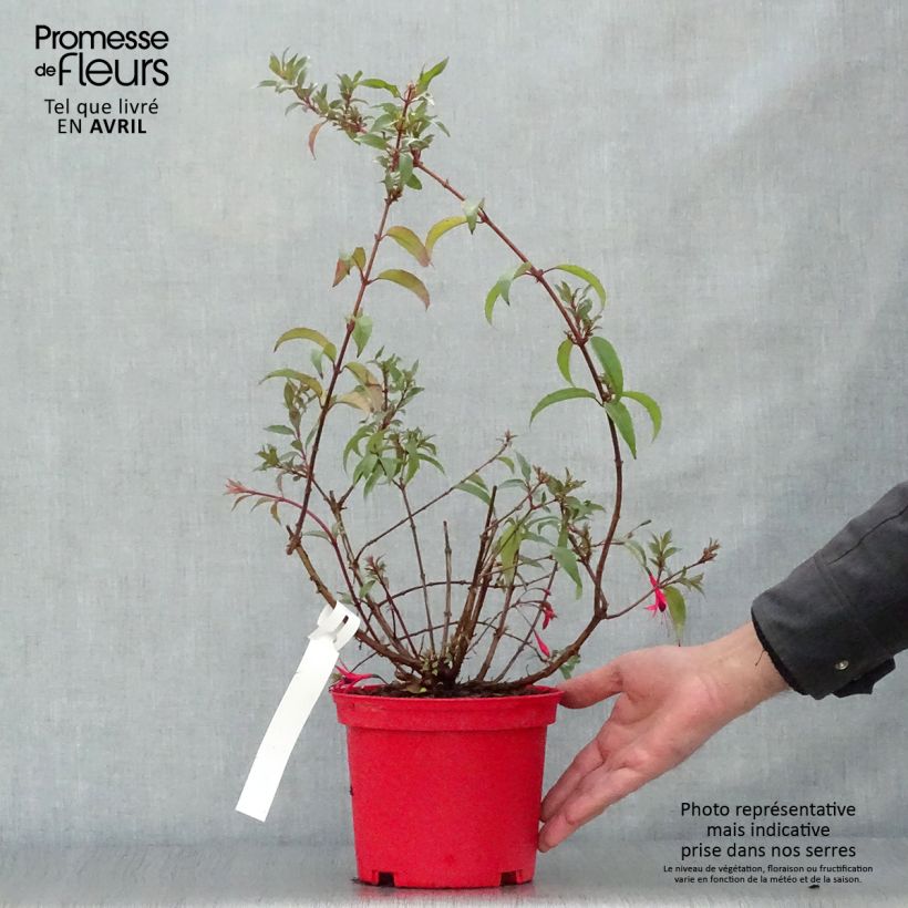 Example of Fuchsia regia Reitzii - Bellenplant Pot van 2 l/3 l as you get in printemps