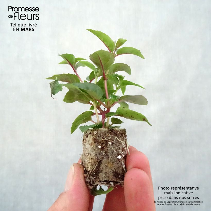 Exemplaar van Fuchsia Bella Laura - Bellenplant Mini-mot Ø 3/4 cm zoals geleverd in de lente