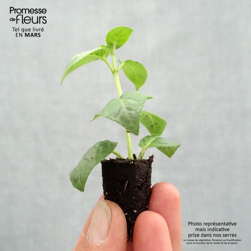 Exemplaar van Fuchsia Bella Rosella - Bellenplant Mini-mot Ø 1,5/2,5 cm zoals geleverd in de lente