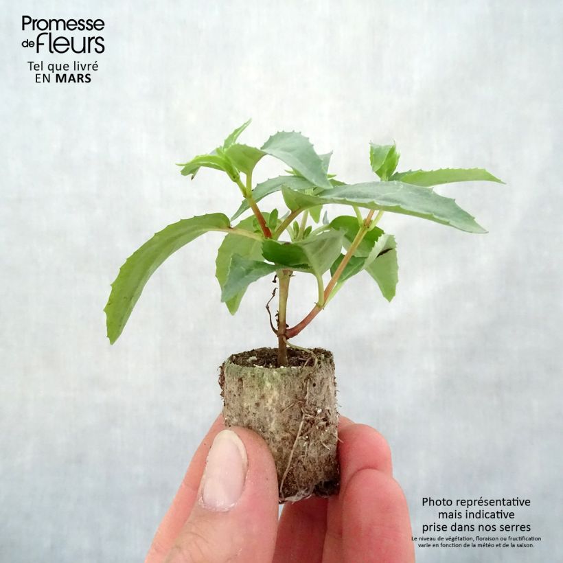 Exemplaar van Fuchsia Blue Angel - Bellenplant Mini-mot Ø 3/4 cm zoals geleverd in de lente