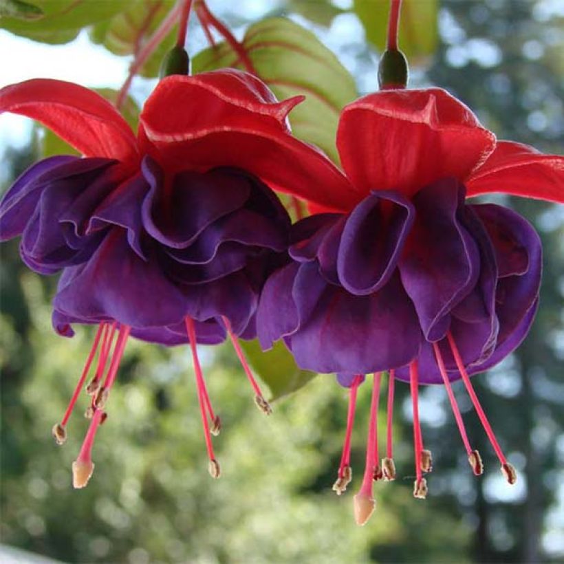 Fuchsia Dark Eyes - Bellenplant (Bloei)