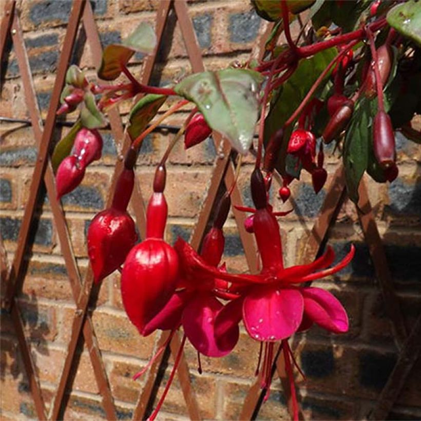 Fuchsia Marinka - Bellenplant (Bloei)