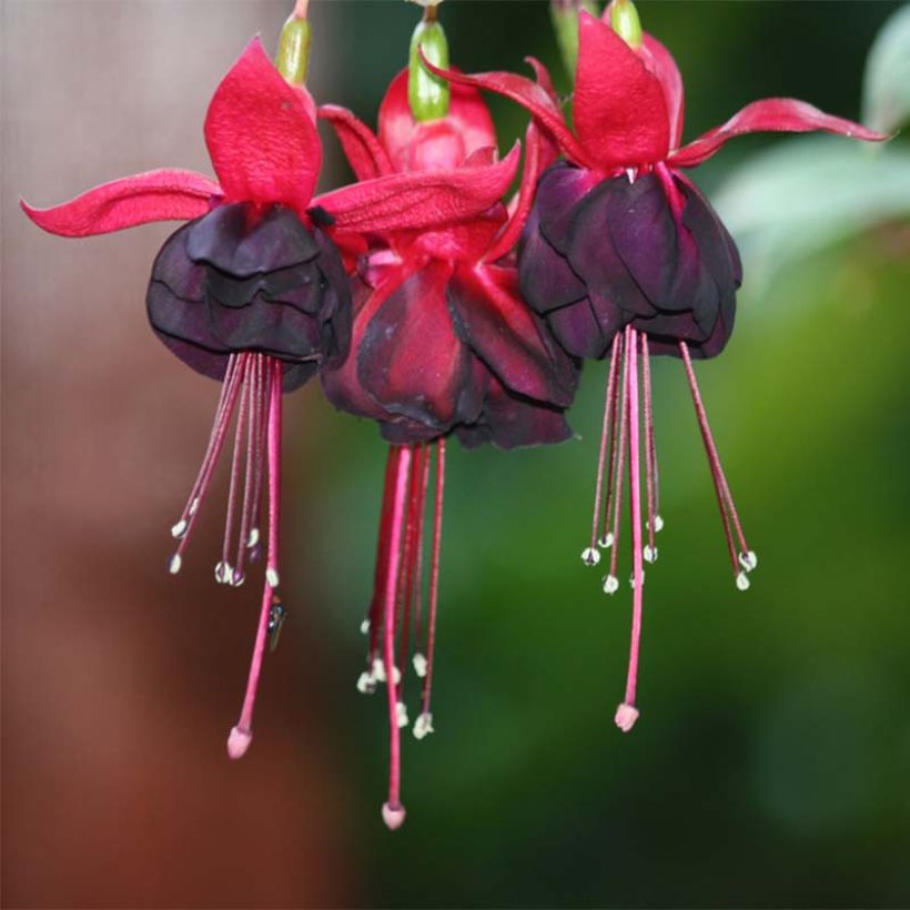 Fuchsia Rohees New Millenium - Bellenplant (Flowering)