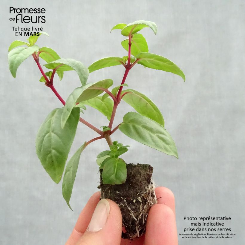 Example of Fuchsia Rohees New Millenium - Bellenplant Mini-mot Ø 3/4 cm as you get in printemps