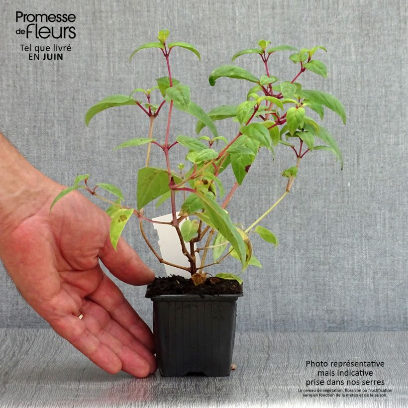 Exemplaar van Fuchsia Rohees New Millenium - Bellenplant Kweekpotje van 8/9 cm zoals geleverd in de zomer