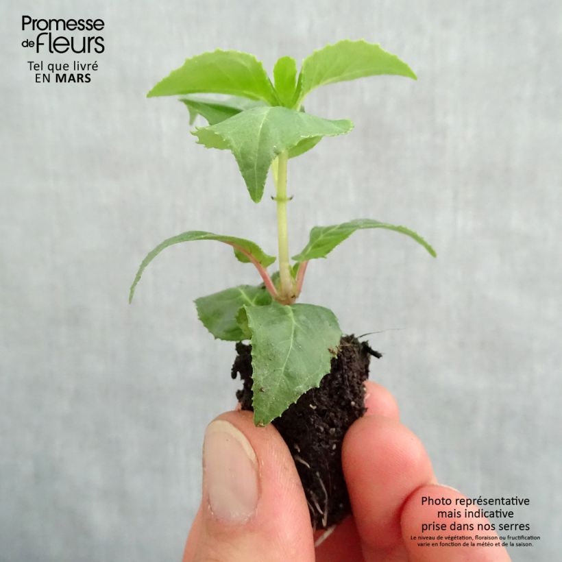 Exemplaar van Fuchsia Royal Mosaïc - Bellenplant Mini-mot Ø 1,5/2,5 cm zoals geleverd in de lente