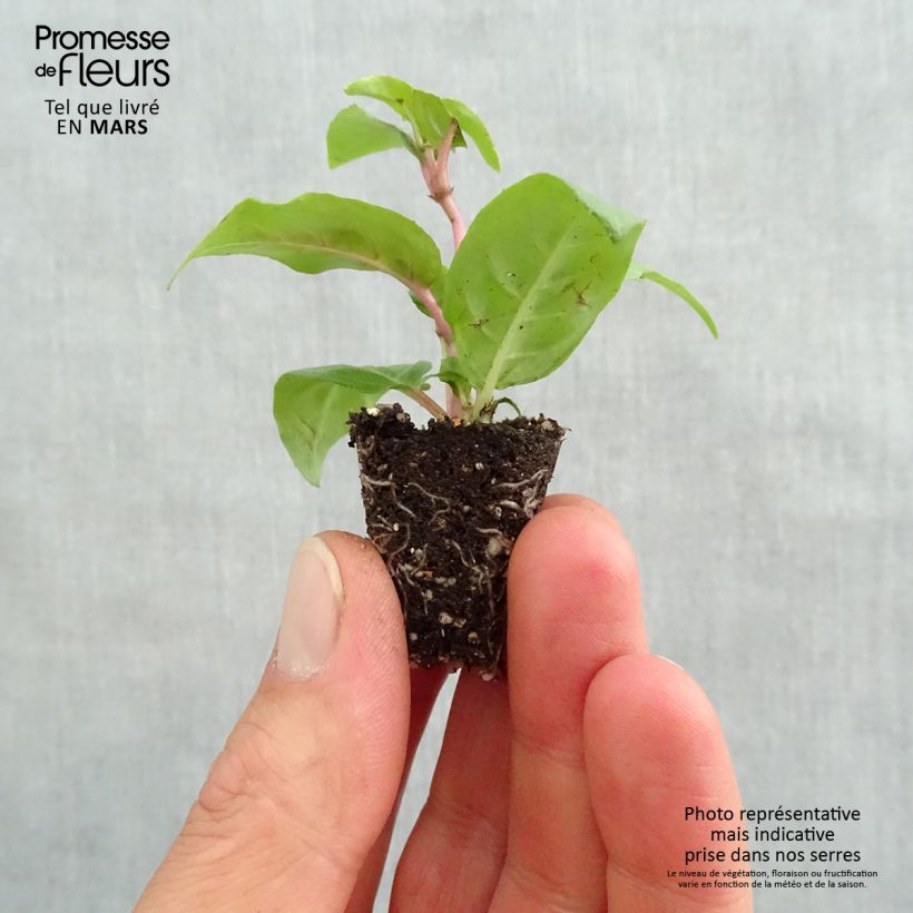 Example of Fuchsia Maori Maid - Bellenplant Mini-mot Ø 3/4 cm as you get in printemps
