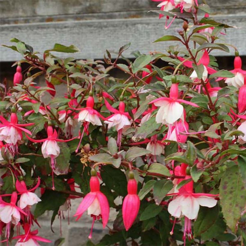 Fuchsia Alice Hoffman - Bellenplant (Bloei)