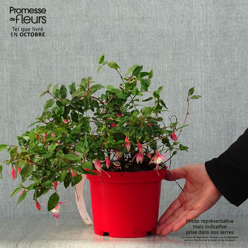 Exemplaar van Fuchsia Alice Hoffman - Bellenplant Pot van 2 l/3 l zoals geleverd in de herfst