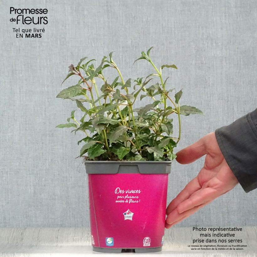 Exemplaar van Fuchsia Alice Hoffman - Bellenplant Pot van 2 l/3 l zoals geleverd in de lente