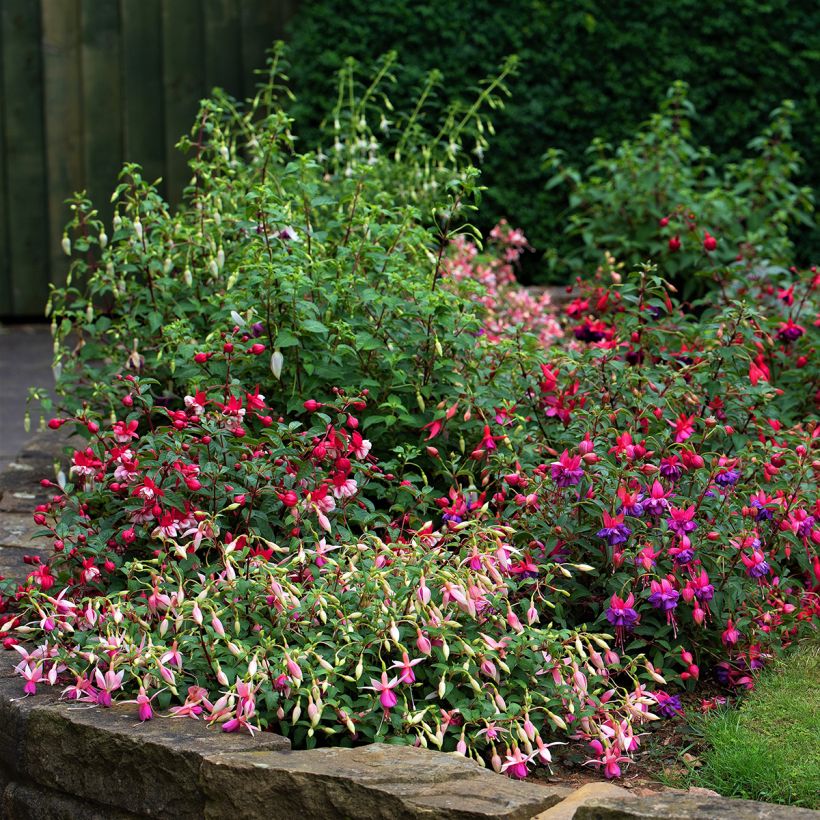 Fuchsia Alice Hoffman - Bellenplant (Groeiplaats)
