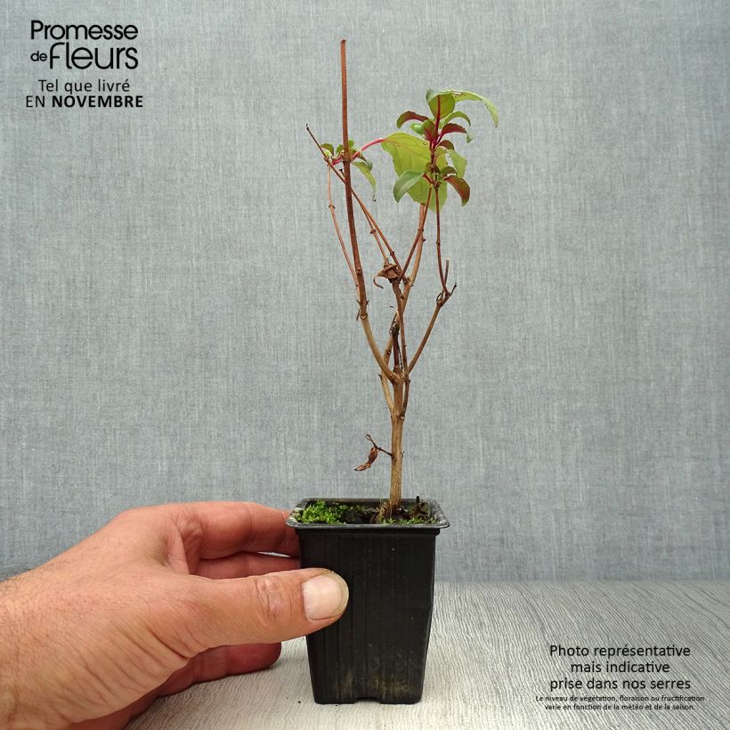 Exemplaar van Fuchsia Blue Sarah - Winterharde fuchsia Kweekpotje van 7/8 cm zoals geleverd in de herfst