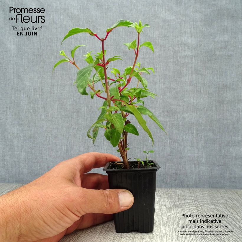 Exemplaar van Fuchsia Blue Sarah - Winterharde fuchsia Kweekpotje van 7/8 cm zoals geleverd in de zomer