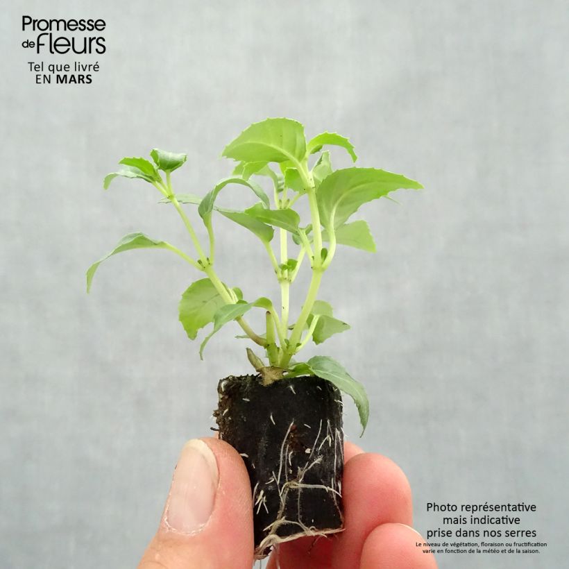 Exemplaar van Fuchsia Blue Sarah - Winterharde fuchsia Mini-mot Ø 3/4 cm zoals geleverd in de lente