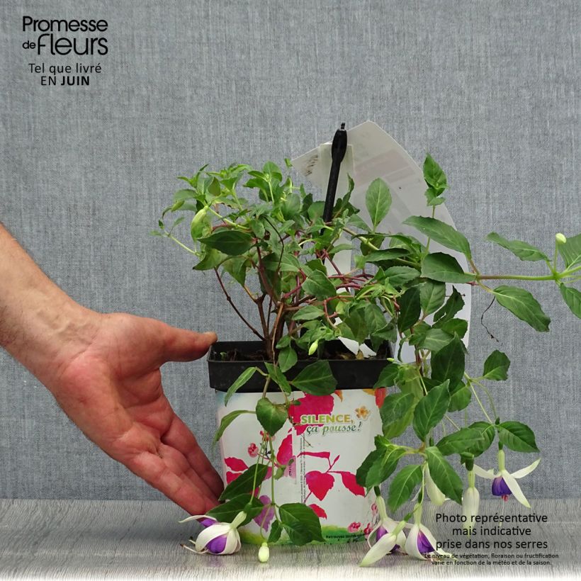Exemplaar van Fuchsia Blue Sarah - Winterharde fuchsia Pot van 2 l/3 l zoals geleverd in de zomer