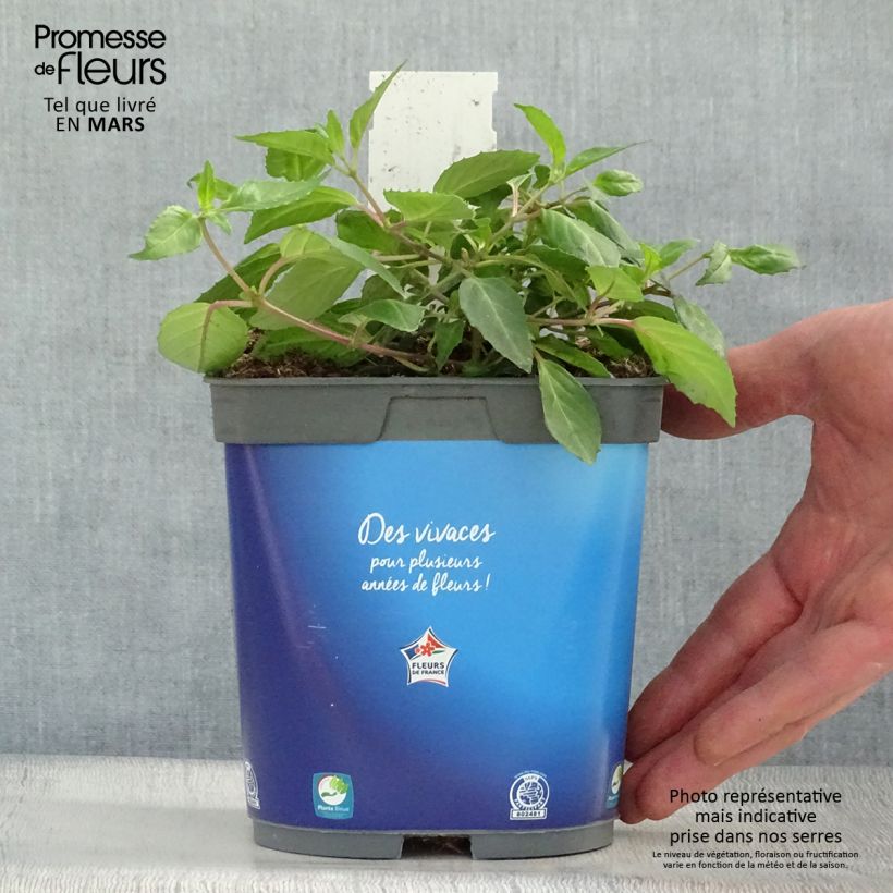 Exemplaar van Fuchsia Blue Sarah - Winterharde fuchsia Pot van 2 l/3 l zoals geleverd in de lente