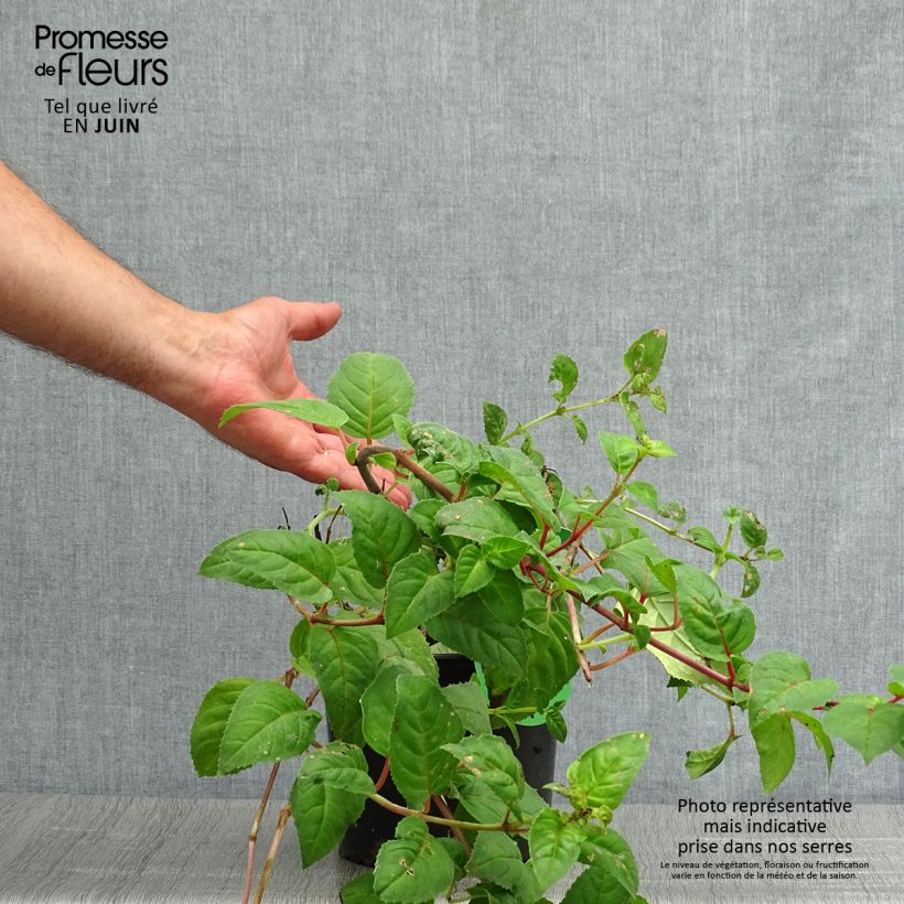 Exemplaar van Fuchsia Constance - Bellenplant Pot van 2 l/3 l zoals geleverd in de zomer