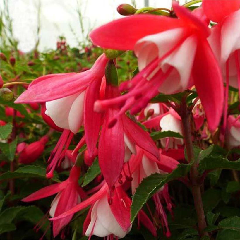 Fuchsia Lady Thumb - Bellenplant (Bloei)