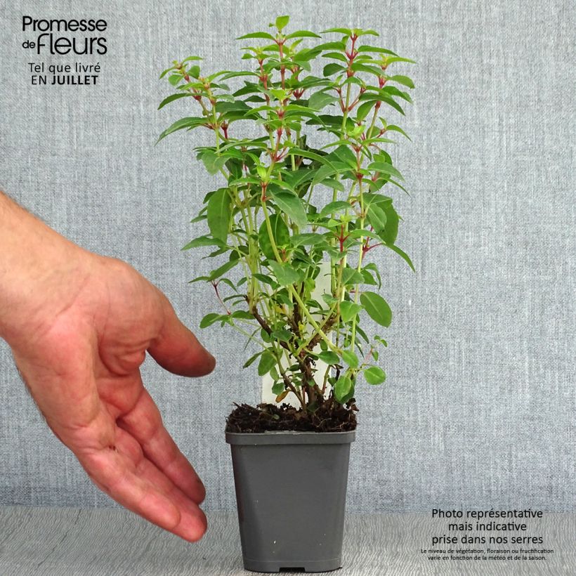 Exemplaar van Fuchsia Lady Thumb - Bellenplant Kweekpotje van 8/9 cm zoals geleverd in de zomer