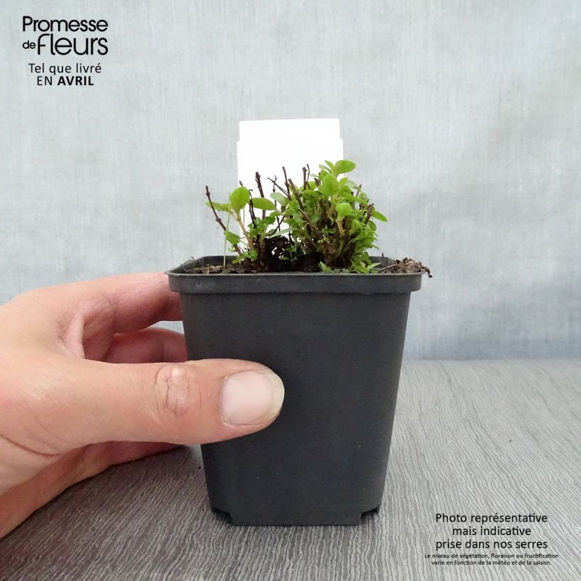 Exemplaar van Fuchsia Lady Thumb - Bellenplant Kweekpotje van 8/9 cm zoals geleverd in de lente