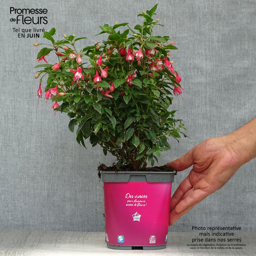 Exemplaar van Fuchsia Lady Thumb - Bellenplant Pot van 2 l/3 l zoals geleverd in de zomer