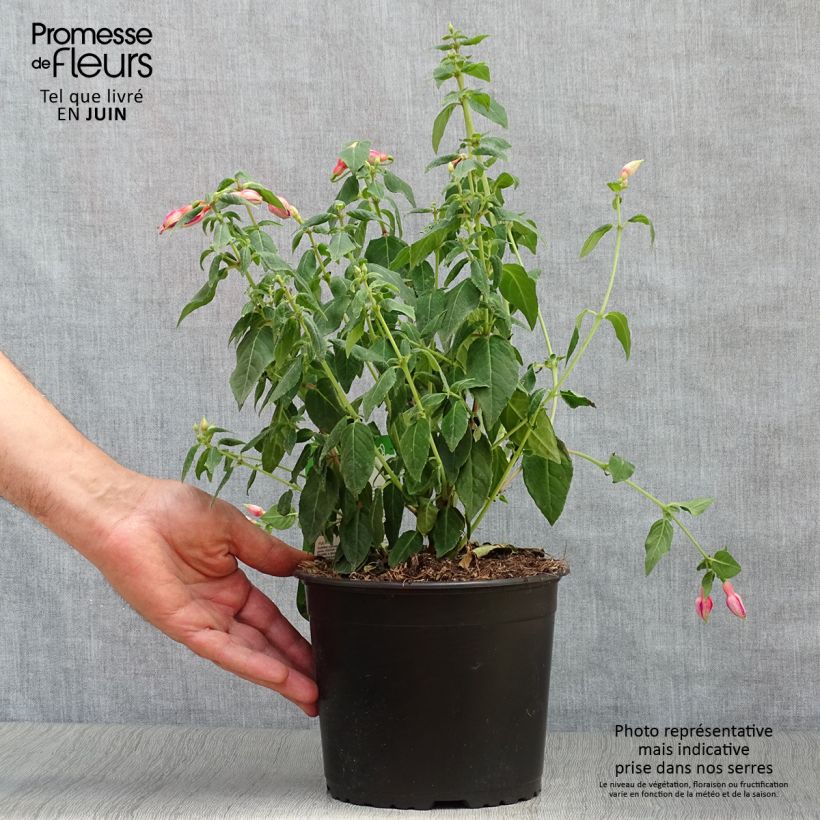 Exemplaar van Fuchsia Margaret - Bellenplant Pot van 2 l/3 l zoals geleverd in de zomer