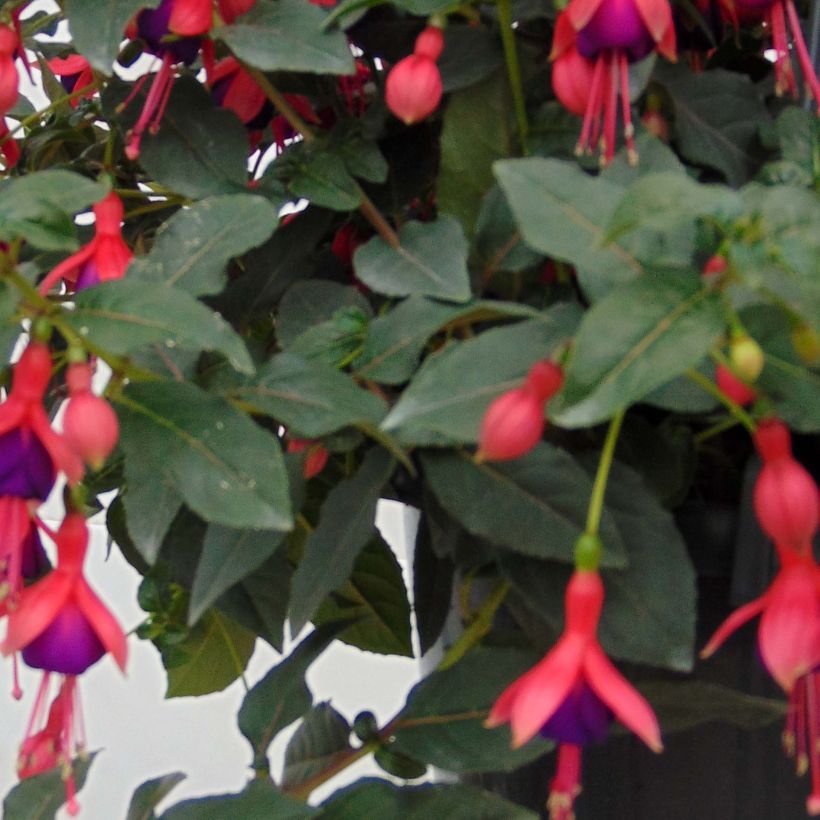 Fuchsia Mrs Popple - Bellenplant (Blad)