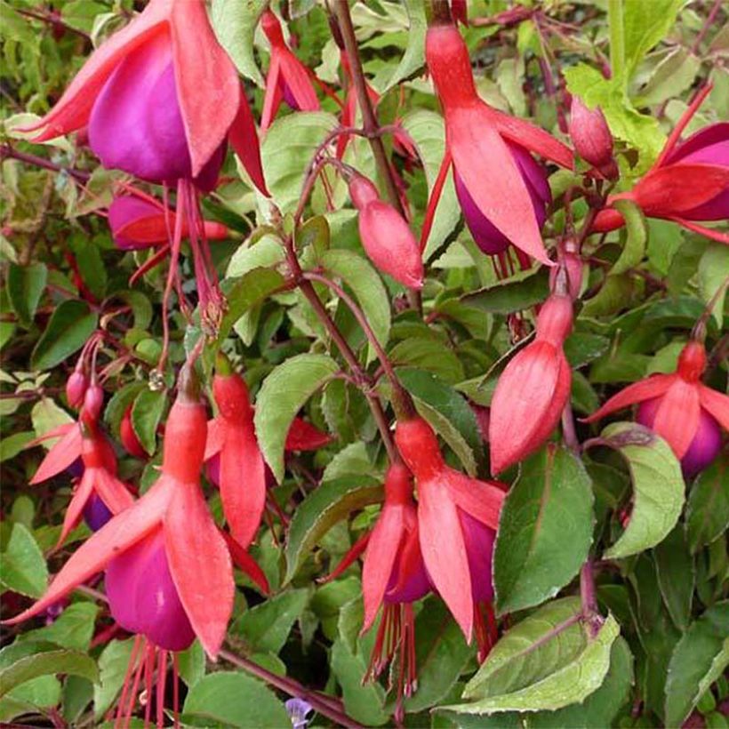 Fuchsia Mrs Popple - Bellenplant (Bloei)