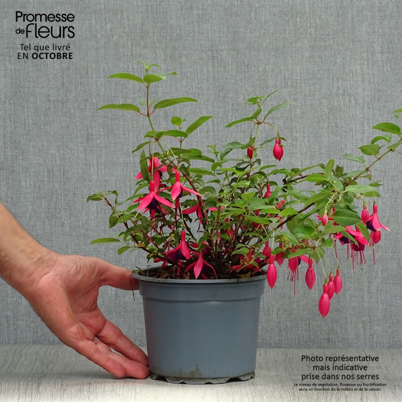 Exemplaar van Fuchsia Mrs Popple - Bellenplant Pot van 2 l/3 l zoals geleverd in de herfst