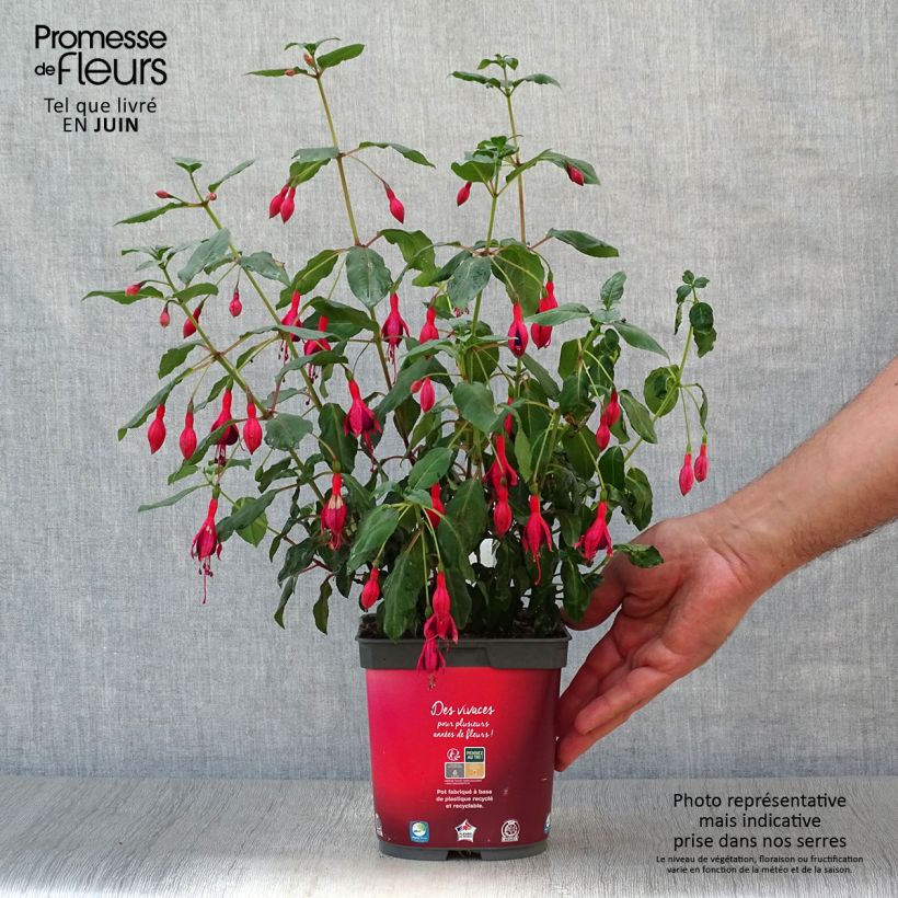 Exemplaar van Fuchsia Mrs Popple - Bellenplant Pot van 2 l/3 l zoals geleverd in de zomer