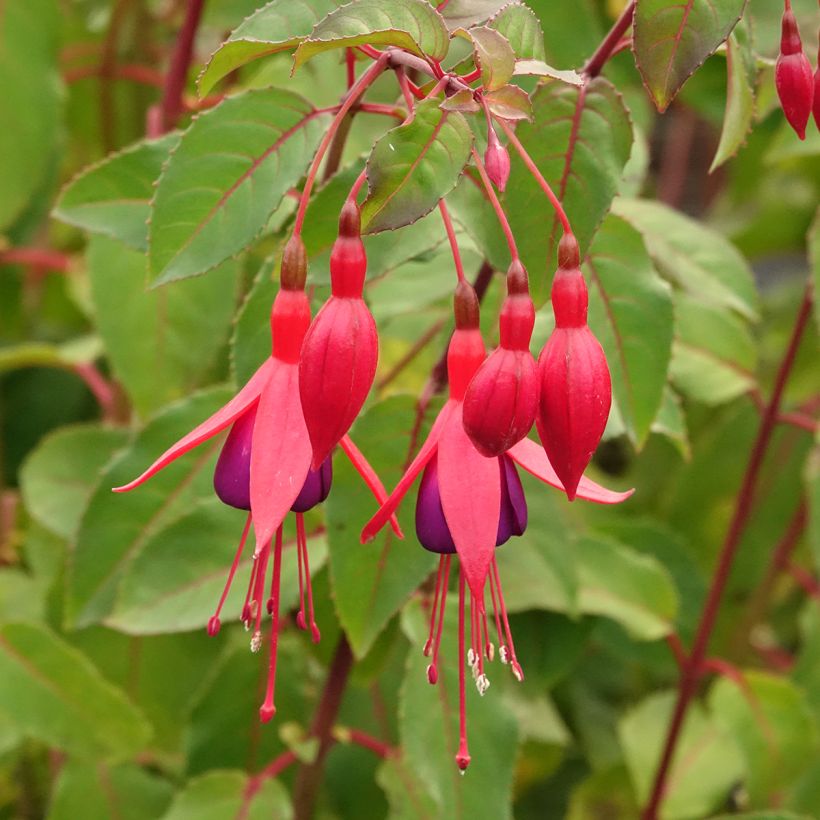 Fuchsia Mrs Popple - Bellenplant (Bloei)
