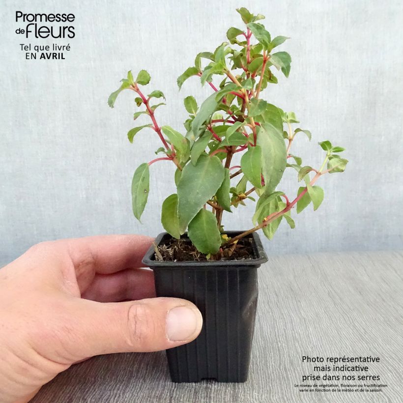 Example of Fuchsia Princess Dollar - Bellenplant Kweekpotje van 7/8 cm as you get in printemps