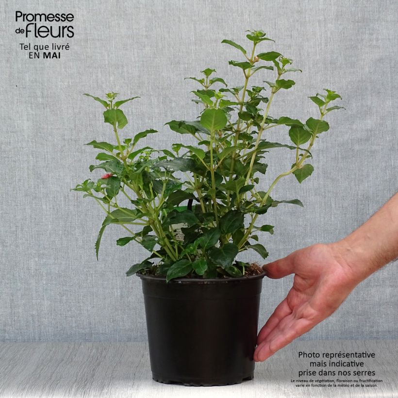 Example of Fuchsia Shrimp Cocktail - Bellenplant Pot van 2 l/3 l as you get in printemps