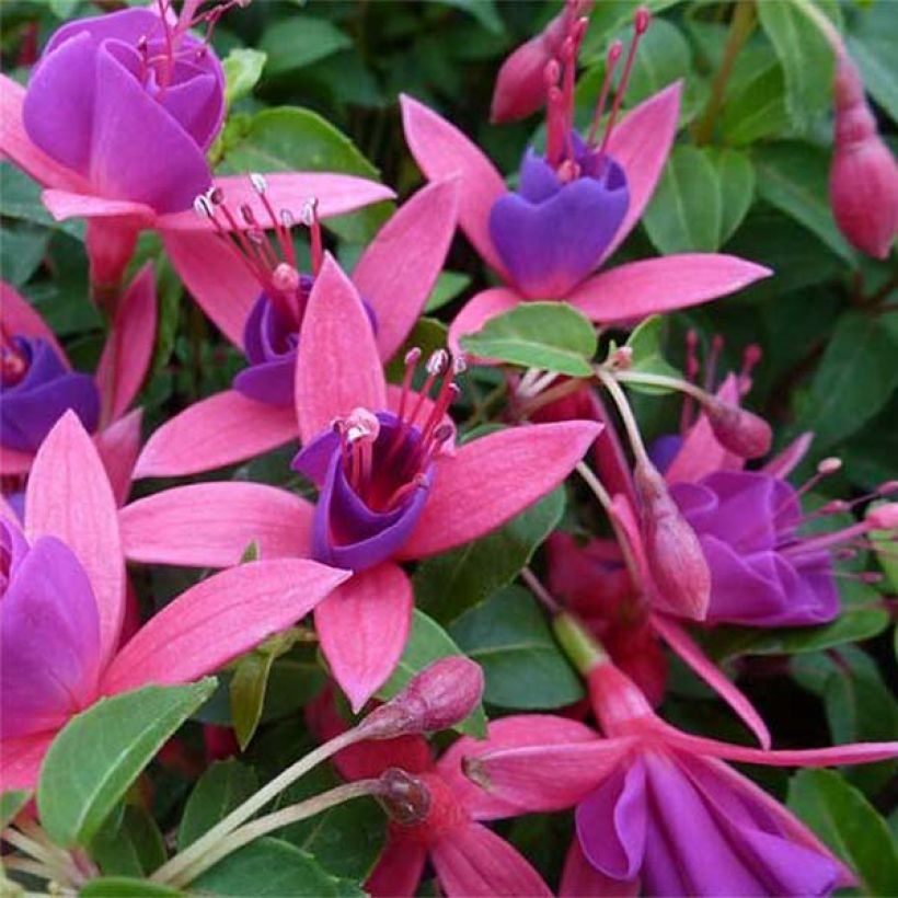 Fuchsia Tom Thumb - Bellenplant (Bloei)