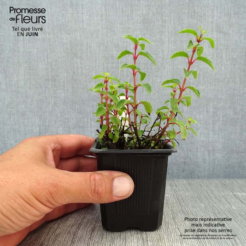 Exemplaar van Fuchsia Tom Thumb - Bellenplant Kweekpotje van 8/9 cm zoals geleverd in de zomer