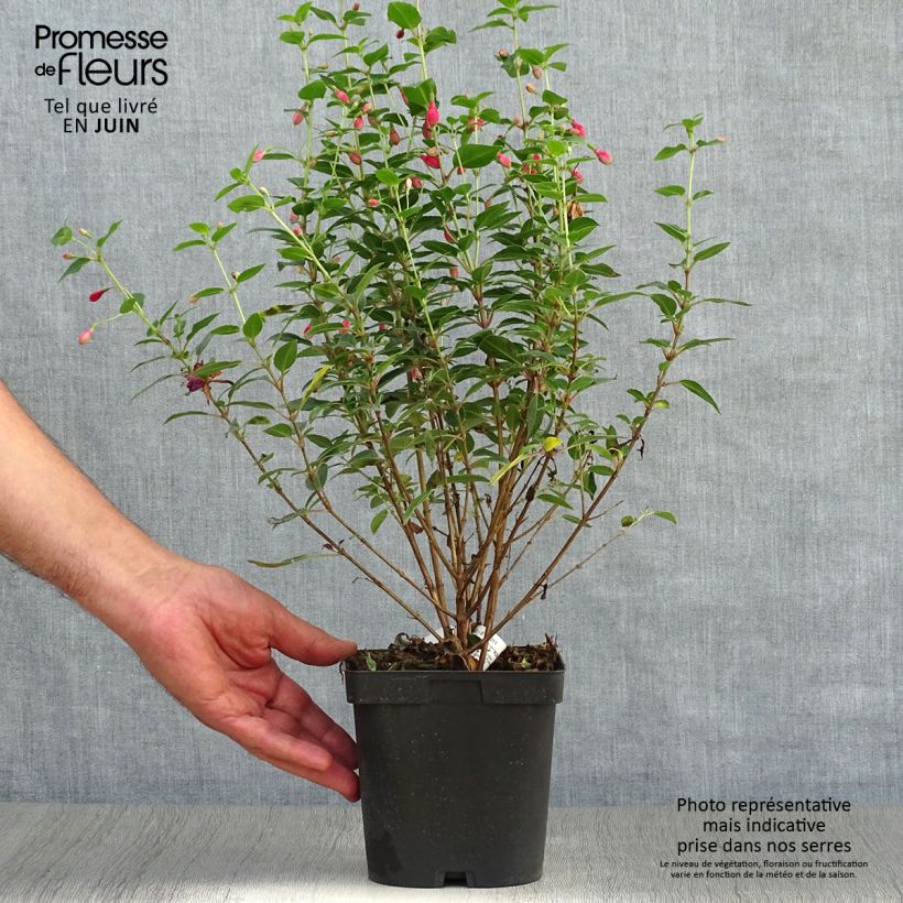 Exemplaar van Fuchsia Tom Thumb - Bellenplant Pot van 2 l/3 l zoals geleverd in de zomer