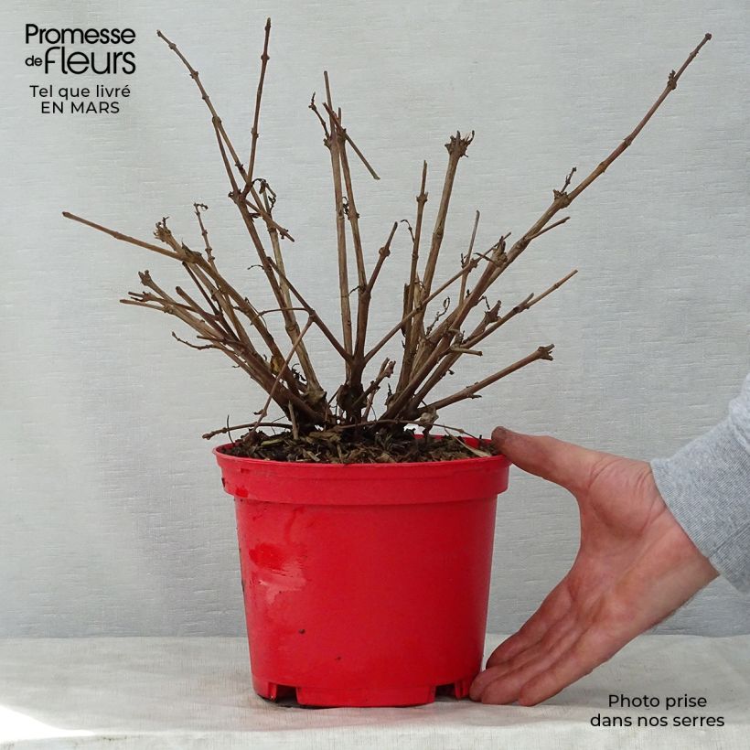 Example of Fuchsia Tom West - Bellenplant Pot van 2 l/3 l as you get in printemps